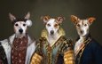 портрет, образ, костюмы, собаки, средневековье