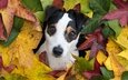 портрет, взгляд, собака, щенок, мордашка, джек-рассел-терьер, осенние листья