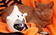 поза, кошка, взгляд, осень, конфеты, котенок, лежит, ткань, мордашка, глаз, паутина, рыжий, праздник, хэллоуин, пасть, оранжевый фон