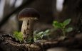 природа, гриб, белый гриб, сухое дерево