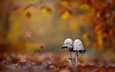природа, осень, грибы