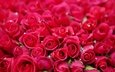 розы, букет, розовые, много, боке