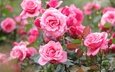 розы, розовые, розовый куст