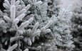 снег, елка, зима, ель, изморозь, fir tree, ветки ели