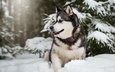 снег, лес, зима, собака, маламут
