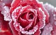 снег, макро, цветок, иней, роза, лепестки, красная, бутон