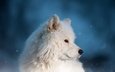 снег, зима, взгляд, белый, собака, щенок, профиль, мордашка, голубой фон, боке, самоед
