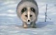 снег, зима, песец, полярная лисица, арктическая лиса