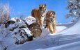 снег, зима, тигры
