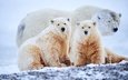 снег, зима, взгляд, мама, малыши, белый медведь, медвежонок, белые медведи, медвежата