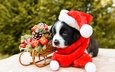 собака, щенок, мордашка, малыш, рождество, санки, новый, год, колпак, санты, шарфик, вельш-корги, корги