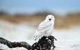 сова, снег, зима, птица, клюв, коряга, белая, боке, полярная сова