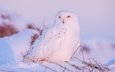 сова, снег, зима, птица, клюв, перья, полярная сова, белая сова
