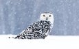 сова, снег, зима, взгляд, птица, боке, снегопад, полярная сова