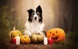 свечи, собака, хэллоуин, тыквы