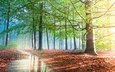 свет, деревья, лес, листья, отражение, лучи, парк, ручей, туман, ветви, осень, лужа, листопад