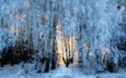 свет, деревья, снег, природа, лес, зима, иней