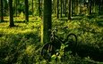 свет, деревья, зелень, лес, лето, сосны, велосипед