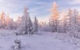 свет, снег, природа, лес, зима, пейзаж, утро, иней, ели