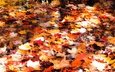 свет, вода, листья, осень, водоем, клен, листопад, краски осени, плавают, осенние листья