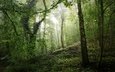 свет, зелень, лес, утро, туман, ветви, стволы, склон, мох, заросли, растительность