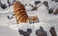 тигр, морда, снег, камни, зима, поза, взгляд, спина