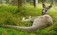 трава, поза, взгляд, лежит, австралия, кенгуру