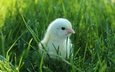 трава, птенец, зелень, птица, малыш, цыплёнок, птенчик