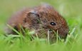 трава, взгляд, мышь, мышка, мышонок, боке, грызун, полевка, полевая мышь