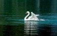 вода, белый, водоем, птица, плавание, лебедь, взмах крыльев, зеленая вода