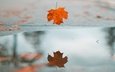 вода, отражение, листок, осень, лист, оранжевый, падение, лужа, листопад, боке, светлый фон, осенний, кленовый