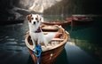 вода, озеро, природа, лодки, собака, животное, пес