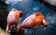 вода, поза, фламинго, водоем, птицы, пара, розовый фламинго