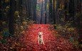 лес, листья, осень, собака, лабрадор-ретривер