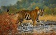 тигр, взгляд, хищник, дикая природа, бенгальский тигр
