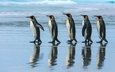 отражение, море, пингвин, команда, пингвины, ходьба, королевский пингвин