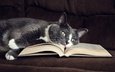морда, фон, кот, лапы, кошка, взгляд, лежит, диван, книга, уют, страницы