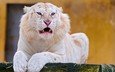 тигр, морда, взгляд, клыки, хищник, отдых, оскал, дикая кошка, альбинос, белый тигр
