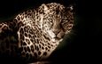 морда, взгляд, леопард, хищник, большая кошка, черный фон