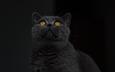кот, кошка, взгляд, серый, черный фон, желтые глаза, британская короткошерстная