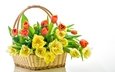 цветы, бутоны, лепестки, красные, корзина, тюльпаны, белый фон, желтые
