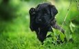 трава, ветка, мордочка, взгляд, черный, собака, щенок, малыш, лапка, ризеншнауцер