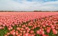 тюльпаны, голландия