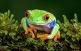 лягушка, мох, коряга, древесная лягушка, красноглазая квакша, red-eyed treefrog
