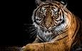 тигр, морда, хищник, черный фон