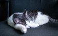 кот, кошка, лежит, спит, отдыхает, лапки, на диване, котик