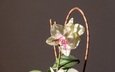 цветок, лепестки, орхидея, фаленопсис