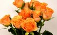 цветы, бутоны, розы, лепестки, букет, оранжевые
