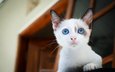 кот, мордочка, кошка, взгляд, котенок, голубые глаза