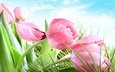 цветы, трава, бутоны, лепестки, весна, тюльпаны, розовые